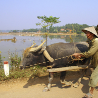 Dưa chuột 1982